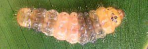Deudorix smilis dalyensis - Final Larvae